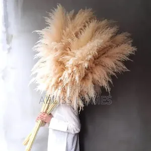 Big Pampas Grass