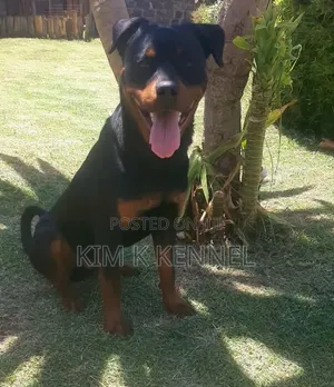 Purebred Rottweiler, 6-12 Months Male