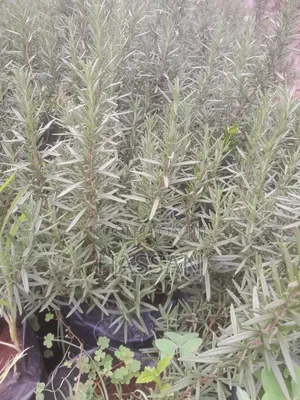 Mbegu za Maua ya Jasmine