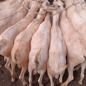 Somali Galla Goats