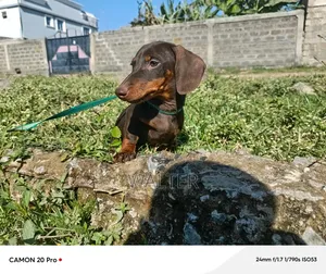 Purebred Male Dachshund Puppy