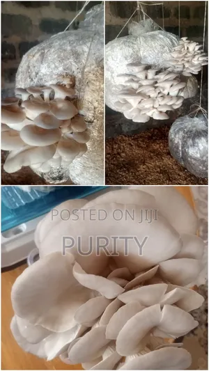 Oyster Mushrooms za Kikaboni