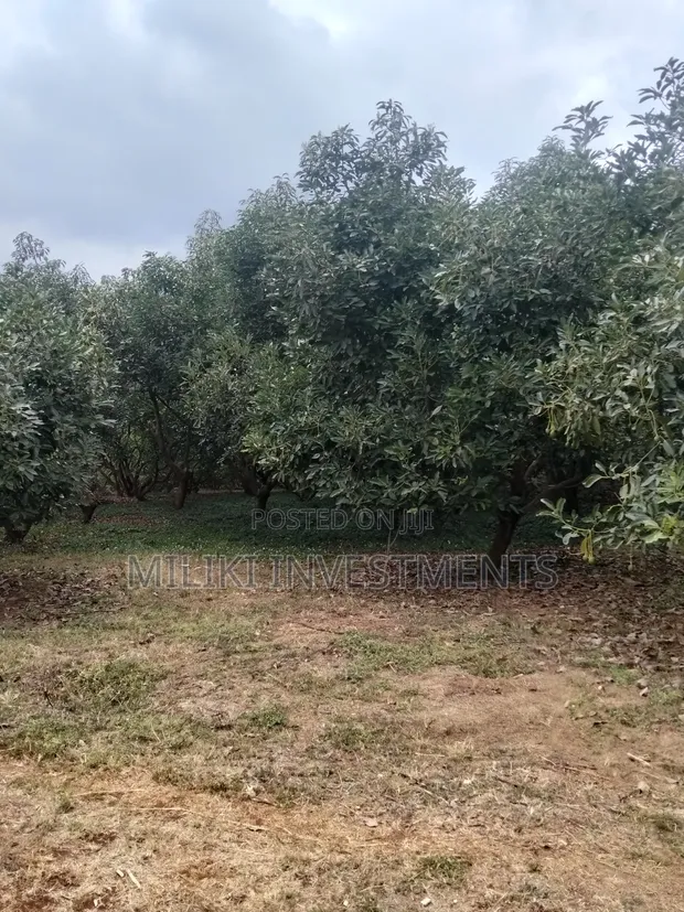 5 Acres Prime Land for Sale at Maragua - 1