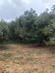 5 Acres Prime Land for Sale at Maragua - 1