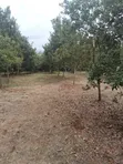 5 Acres Prime Land for Sale at Maragua - 3