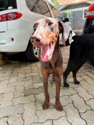 Mbwa wa Kike wa Doberman Pinscher Safi (Miezi 1-3)