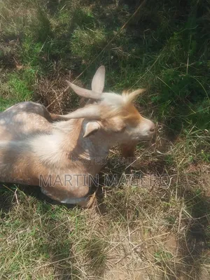 Mature Male Goat - 1.5 Years Old