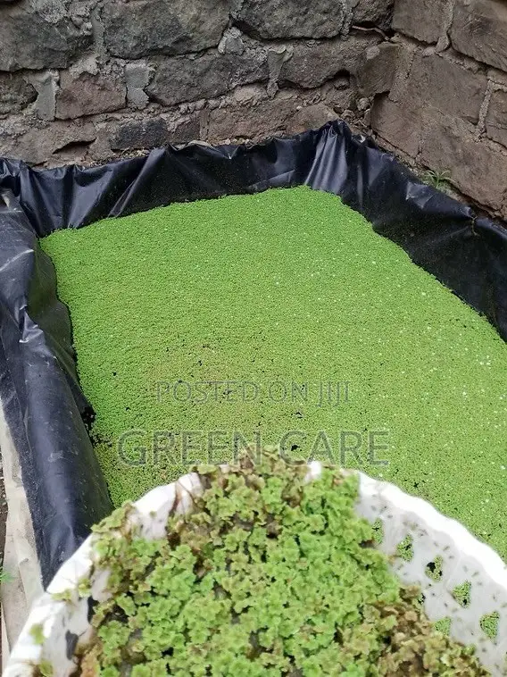 Azolla Seedlings - 1st Choice - 1