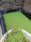 Azolla Seedlings - 1st Choice - 1