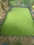 Azolla Seedlings - 1st Choice - 2