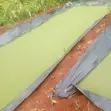 Azolla Seedlings - 1st Choice - 3