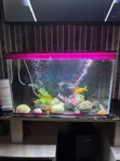 Aquarium ya Lita 30 na Vifaa - 2