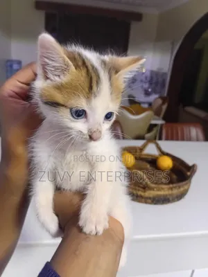 Male Mixed Breed Tabby Kitten, 1-3 Months