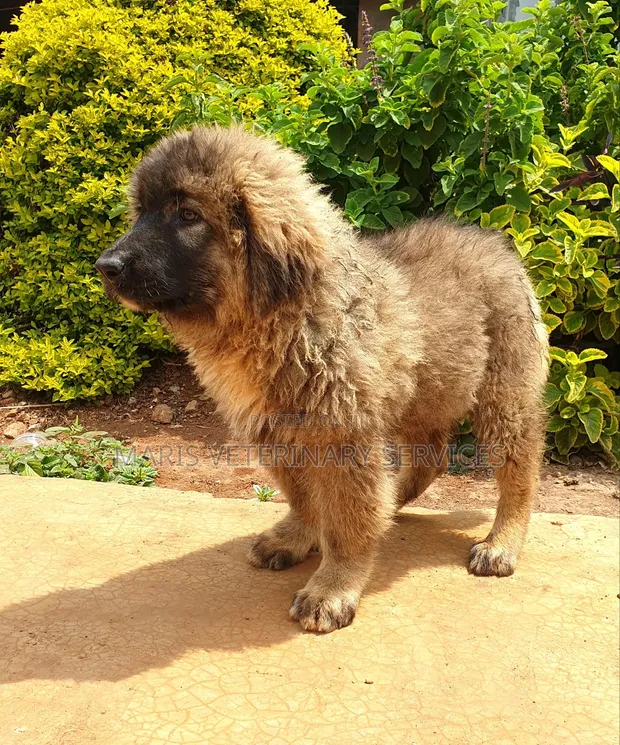 Purebred Caucasian Shepherd Puppy (1-3 Months) - 1