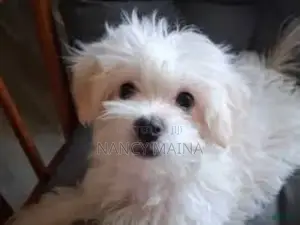 Mbwa Mzazi wa Kiume wa Maltese, Miezi 6-12