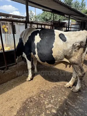 Ng'ombe wa Maziwa Aina ya Friesian Wenye Uzalishaji Mkubwa Wanauzwa
