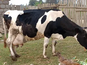 Frisian Giant Cow - 8 Months Old