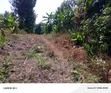 Land for Sale in Ndenderu, Kiambu - 3