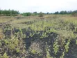Vipande Bora vya Makutano-Mwea Vinauzwa - 1