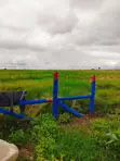 Viwanja vya Isinya 50x100 Vinauzwa - 3