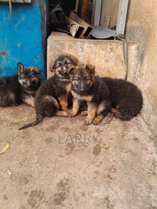 1-3 Month Male Purebred German Shepherd Puppy - 1