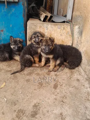 1-3 Month Male Purebred German Shepherd Puppy