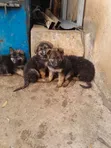 1-3 Month Male Purebred German Shepherd Puppy - 2