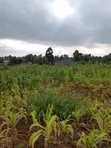 Residential Plots for Sale in Gikambura - 2