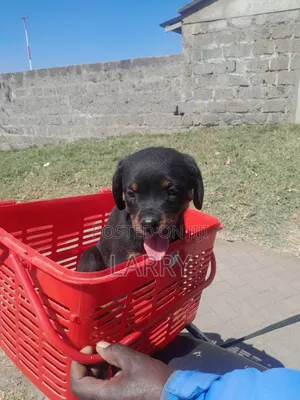 Purebred Rottweiler Puppy - 1-3 Months Female