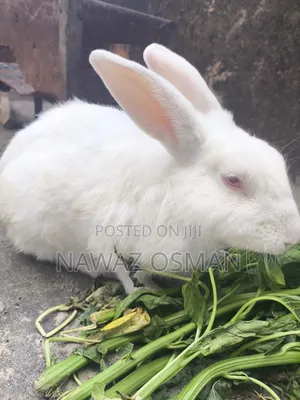 Adult Rabbits - Male & Female