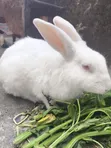 Adult Rabbits - Male & Female - 1