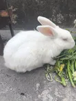 Adult Rabbits - Male & Female - 2
