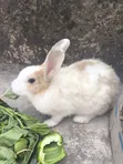Adult Rabbits - Male & Female - 3
