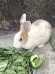 Adult Rabbits - Male & Female - 4