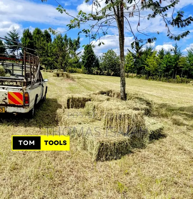 10PCS Organic Boma Rhodes Hay Bales - 1