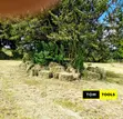 10PCS Organic Boma Rhodes Hay Bales - 3