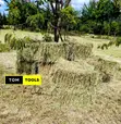 10PCS Organic Boma Rhodes Hay Bales - 4