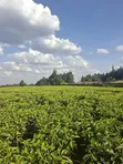 10 Acres Land for Sale in Tigoni - 2