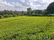 10 Acres Land for Sale in Tigoni - 4