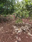 3/4 Acre Prime Land for Lease on Kiambu Road - 1