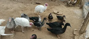 Ducks for Sale - Friendly Prices