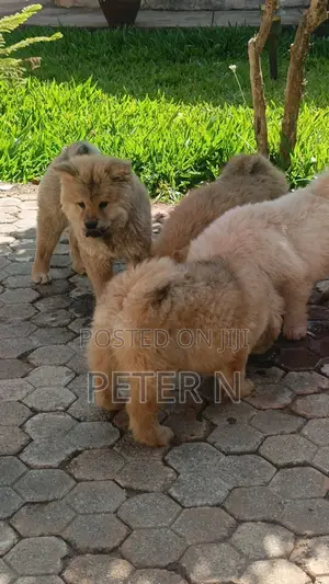 Purebred Chow Chow Puppy - 0-1 Month Male