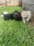 Purebred Chow Chow Puppy - 0-1 Month Male - 2