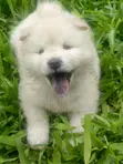Purebred Chow Chow Puppy - 0-1 Month Male - 3