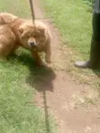 Purebred Chow Chow Puppy - 0-1 Month Male - 4