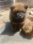 Purebred Chow Chow Puppy - 0-1 Month Male - 5