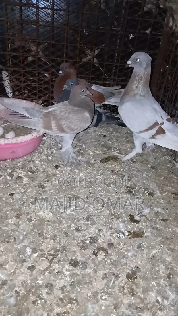 Beauty Homer Cross Pigeon - Female - 1