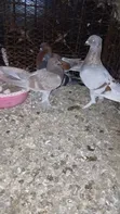Beauty Homer Cross Pigeon - Female - 1