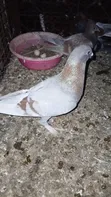 Beauty Homer Cross Pigeon - Female - 2