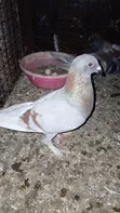 Beauty Homer Cross Pigeon - Female - 3